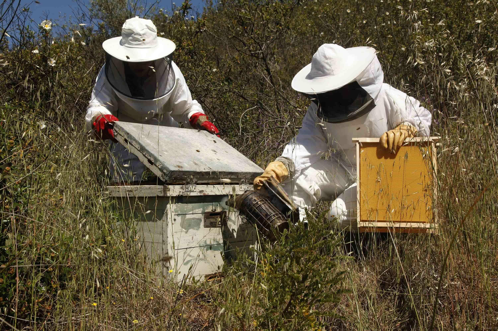 Apicultores en plena tarea de recolección de la miel en colmenas