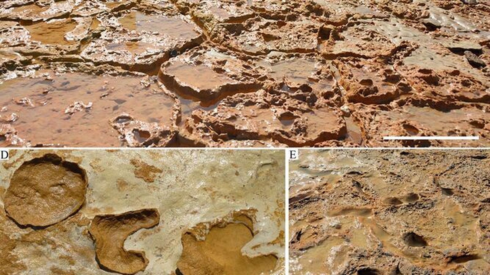 Uno de los sectores en los que se ha trabajado, con detalle de huellas de cervípedos y hominidos en la parte inferior