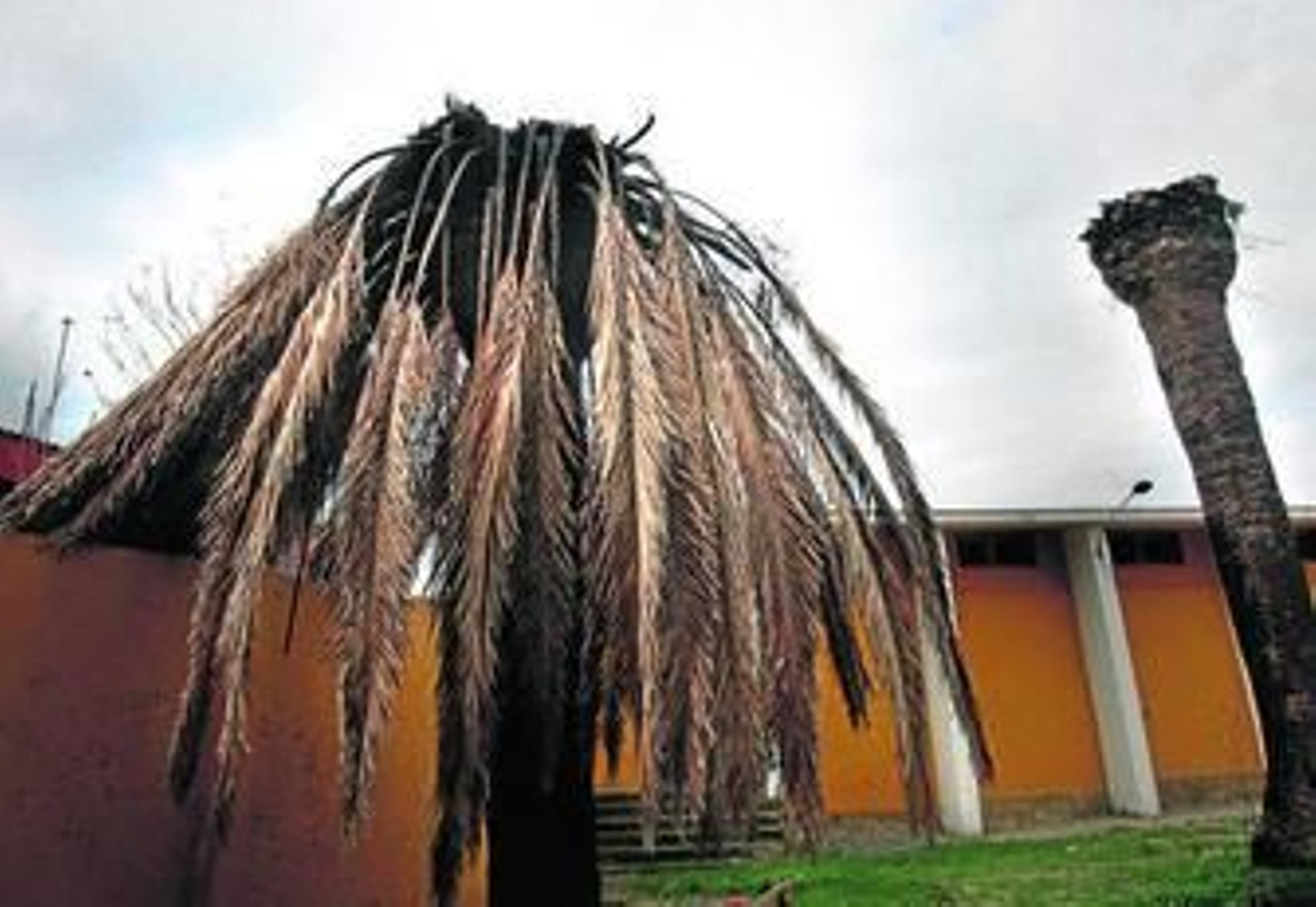 Una de las palmeras de La Línea, afectada por el picudo rojo.