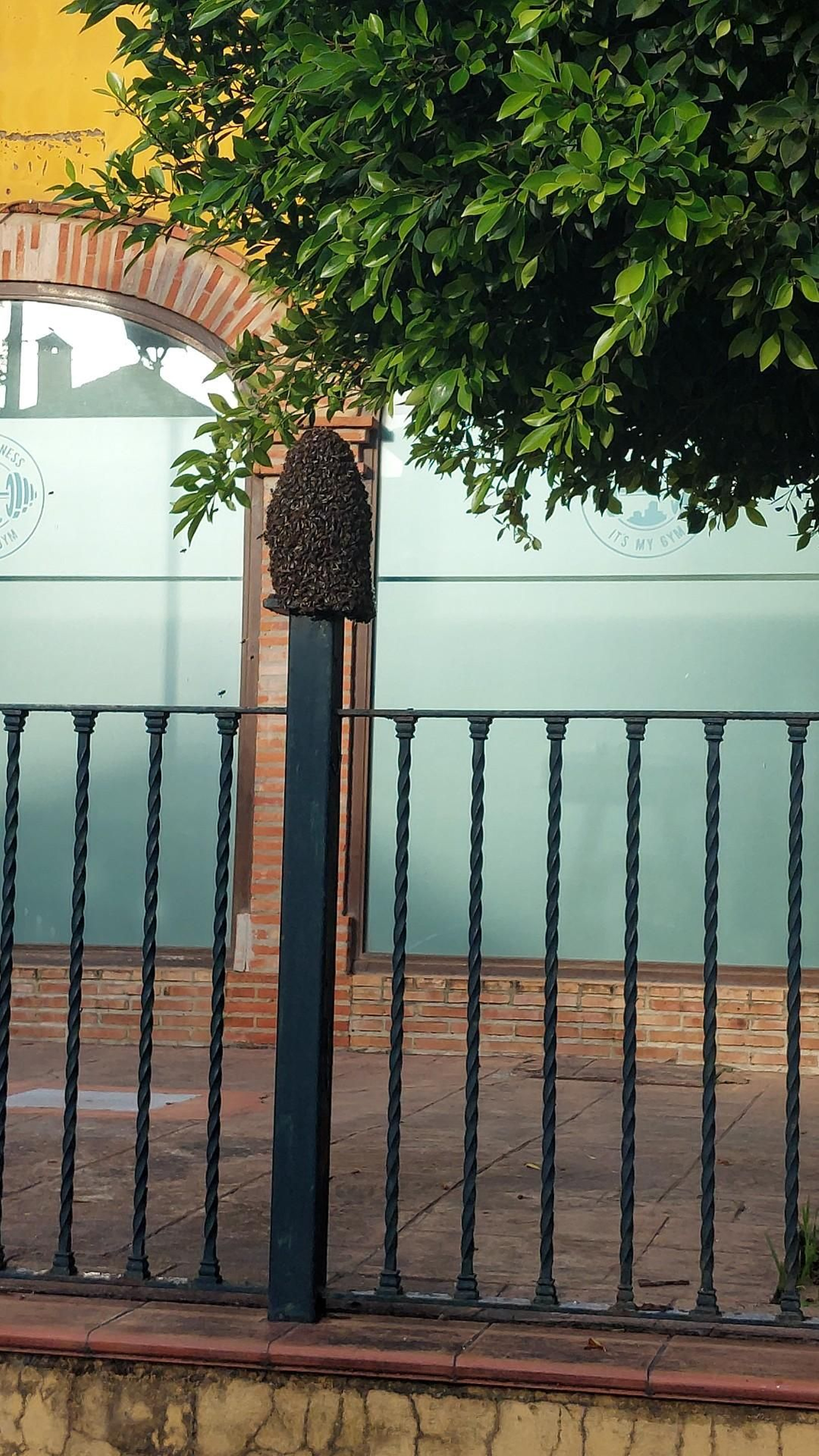 El avispero situado en el centro comercial.