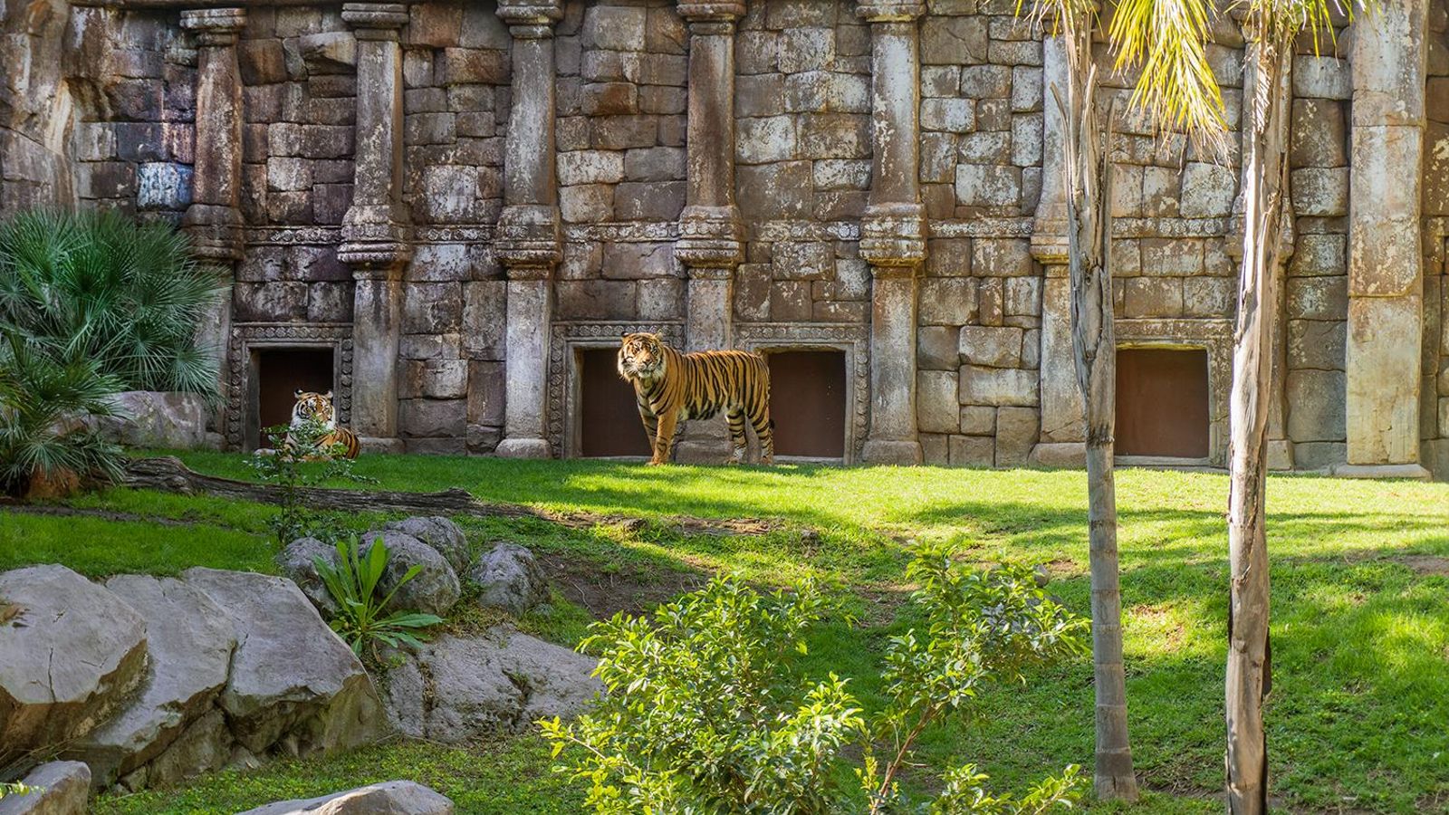 Tigres sumatra en Bioparc Fuengirola.