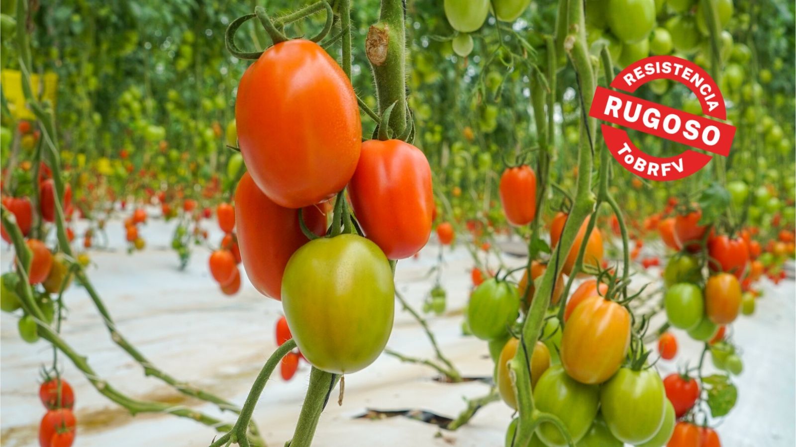 Tomate Azovian de BASF.