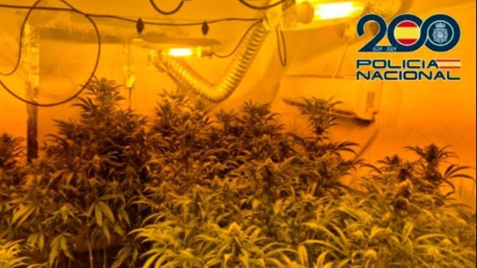 Cultivo de marihuana desmantelado en una operación policial en Málaga Cultivo de marihuana desmantelado en una operación policial en Málaga
