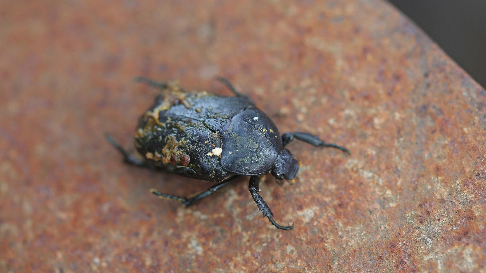 El arte de la apicultura en Los Barrios