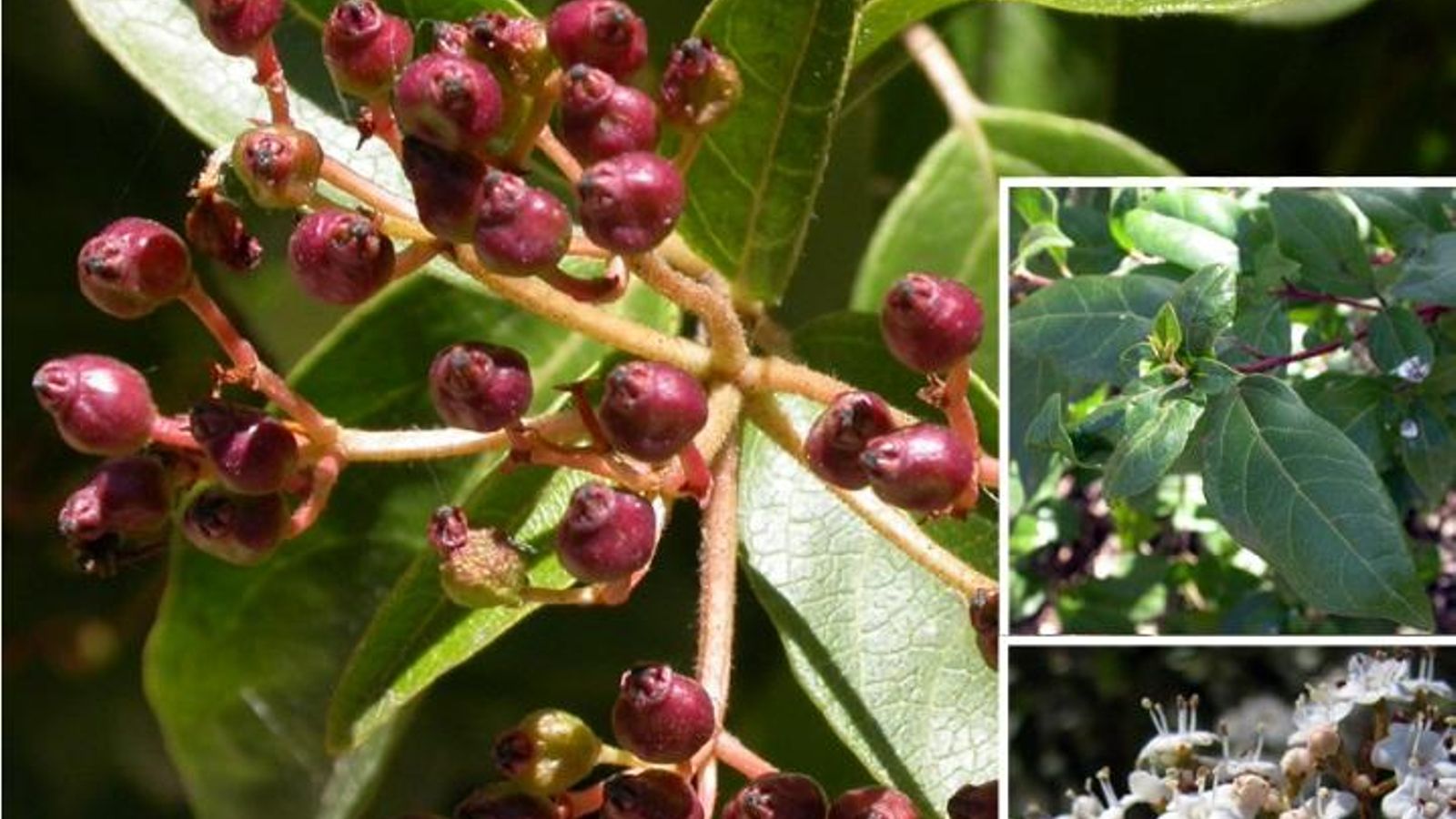Durillo, arbusto de hoja perenne.
