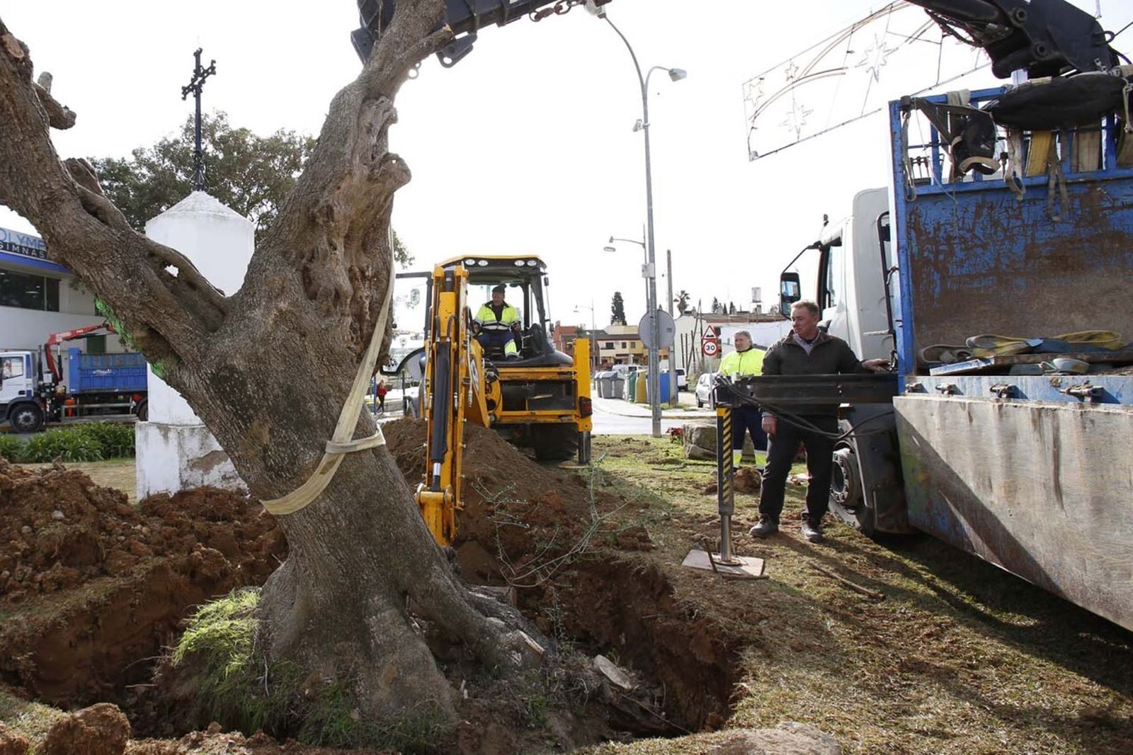 Tareas de plantación de un olivo centenario que adquirió el Ayuntamiento a un particular en la rotonda de El Mudo.