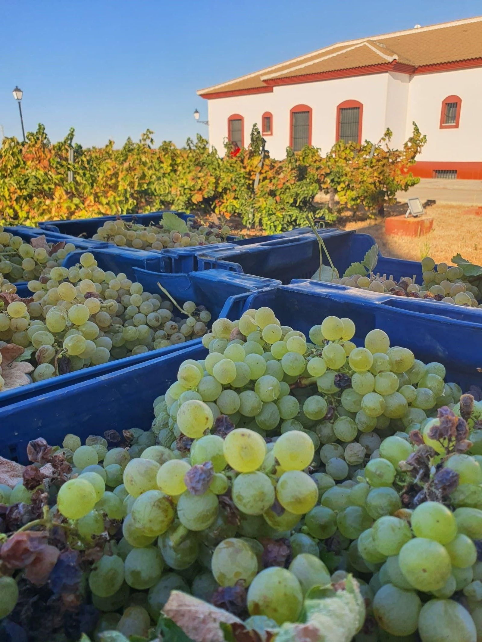 Uva  zalema en las Bodegas Máques de Villalúa del Condado de Huelva .