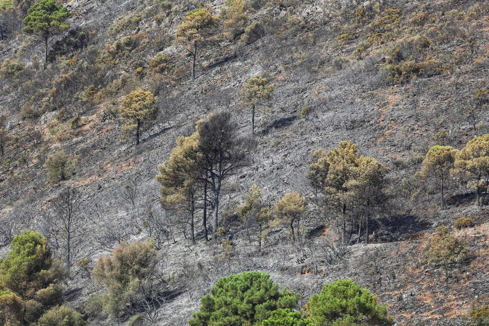 Las fotos de las zonas arrasadas por el incendio en la Sierra de Mijas