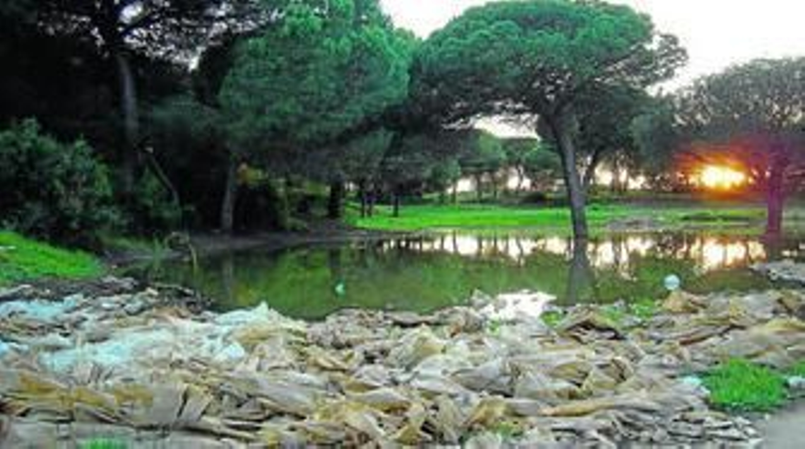 Basura en los pinares de Bonanza (Sanlúcar), que se transformarán en Vía Verde tras años de espera del Plan de Ordenación Territorial.