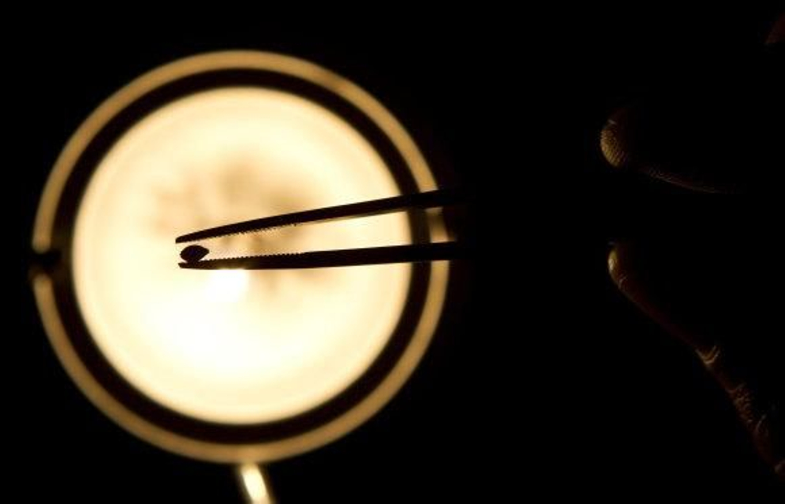 Cultivan 170 plantas amenazadas por el hombre para devolverlas a su hábitat