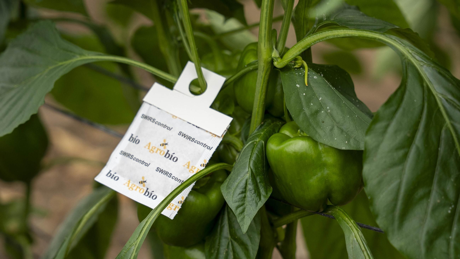 Las imágenes de la suelta de bichos depredadores para la lucha biológica en invernadero por Agrobio