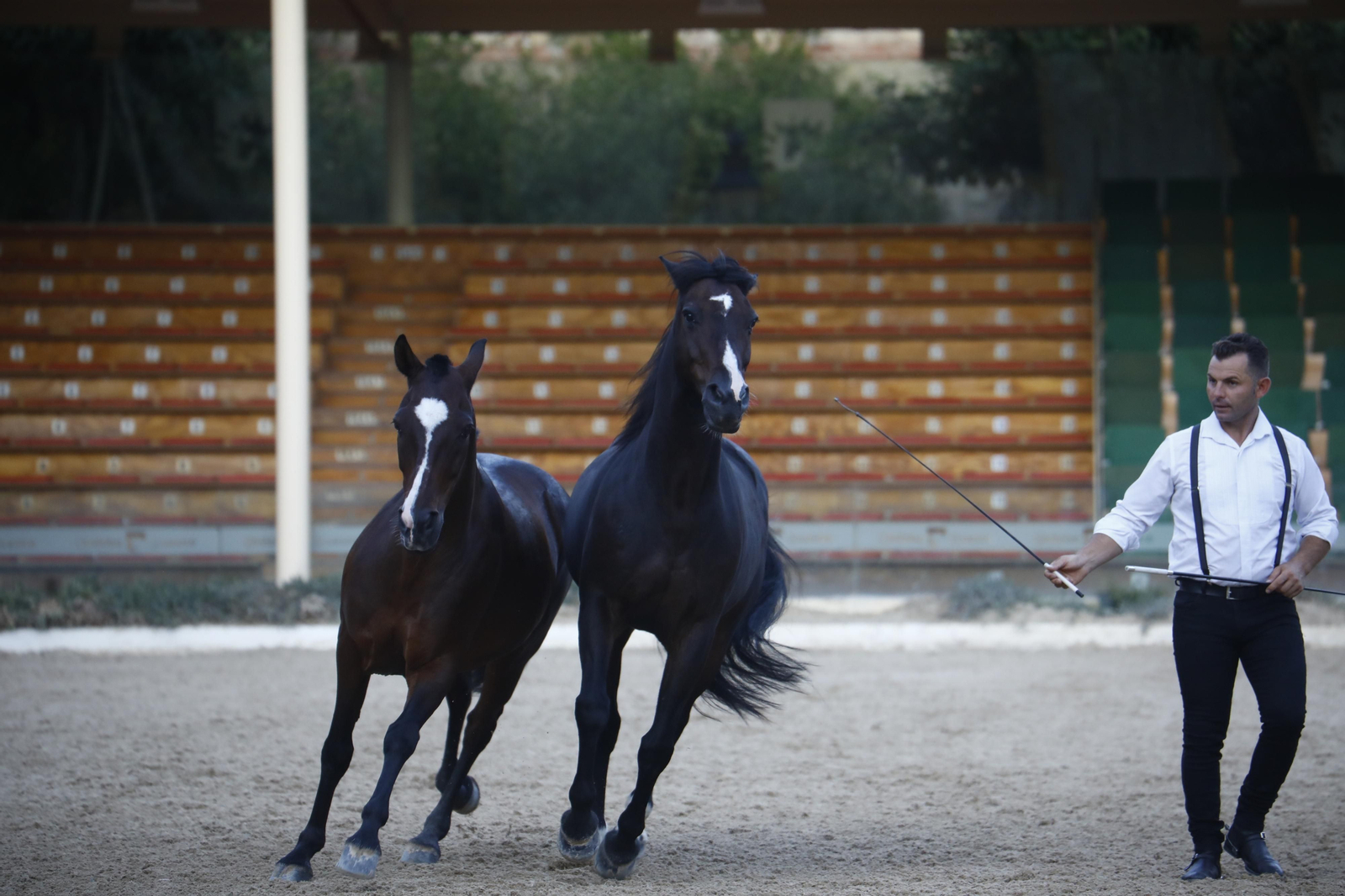 El arranque del XXVII Concurso Morfológico de La Feria del Caballo de Córdoba, en imágenes