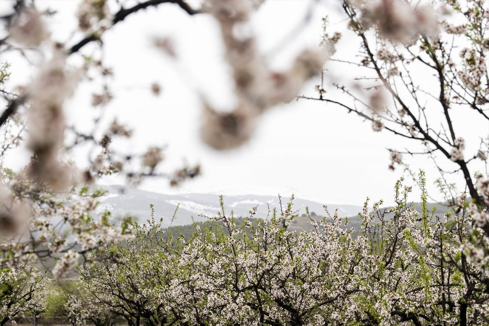 Explosión de vida en el Parque Natural Cabo de Gata, así florece tras un invierno lluvioso