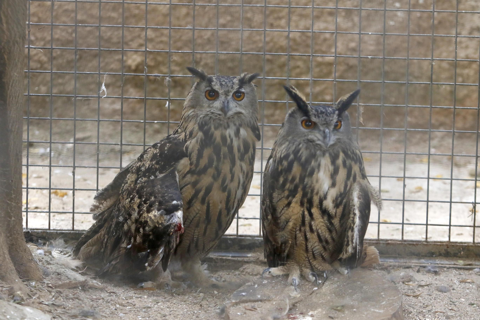 Las imágenes de la reapertura del zoo de Córdoba