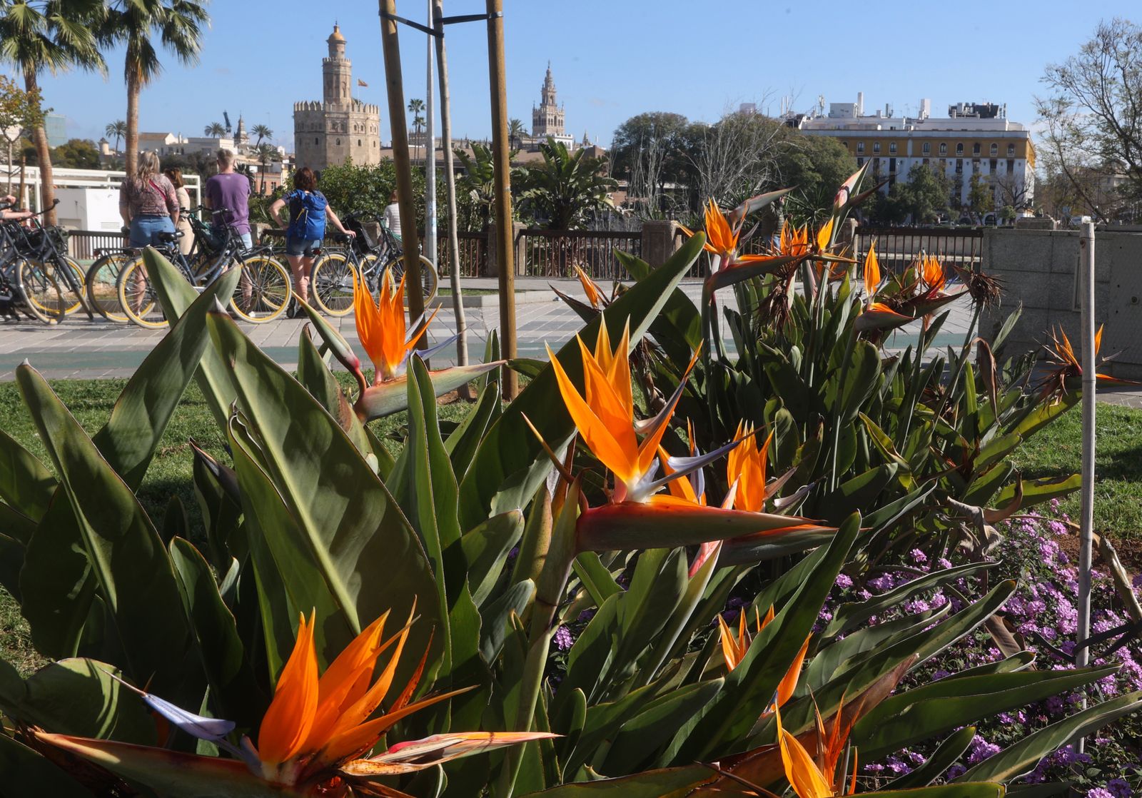 Comienzo de la primavera en Sevilla