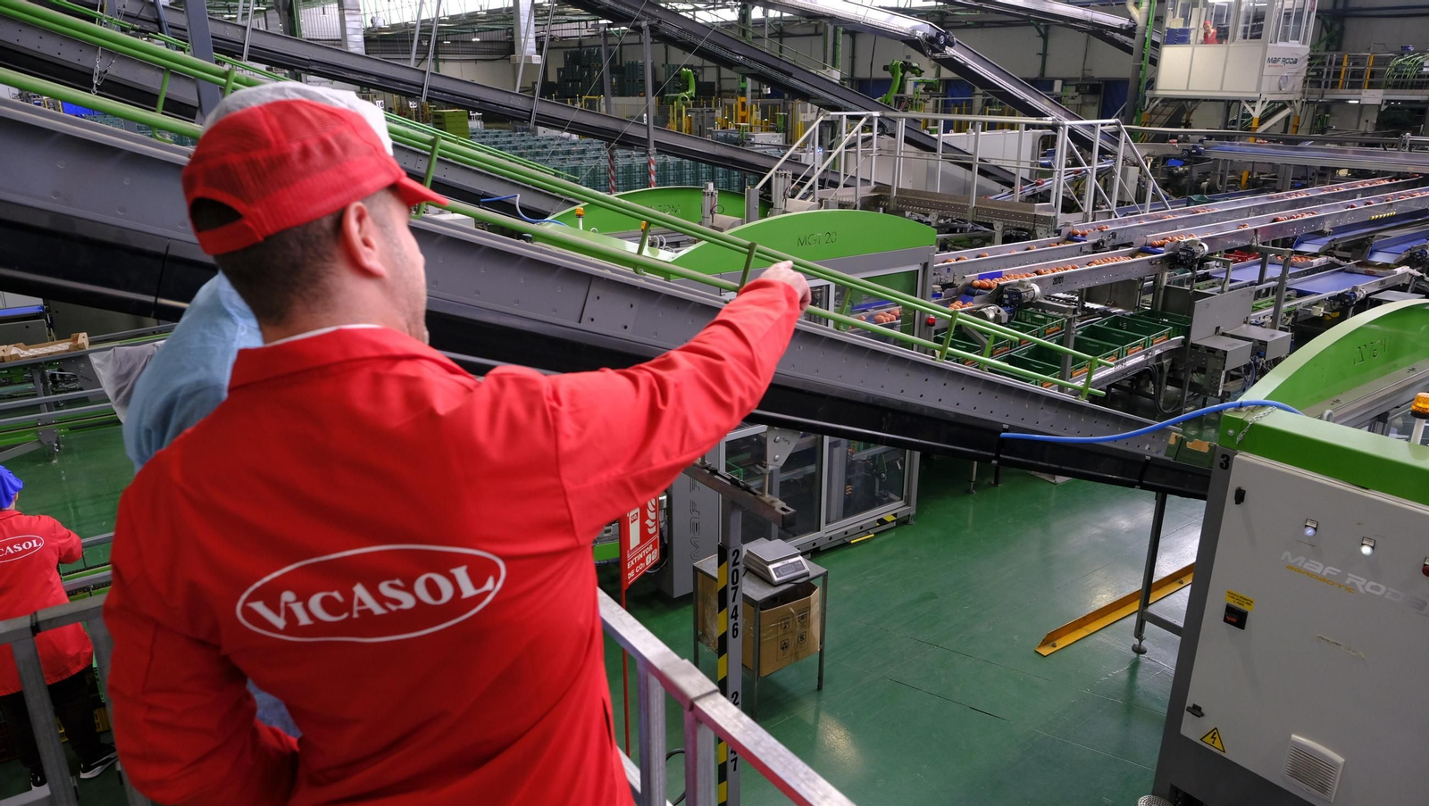 Tomates del campo almeriense para los lineales de los supermercados, en imágenes