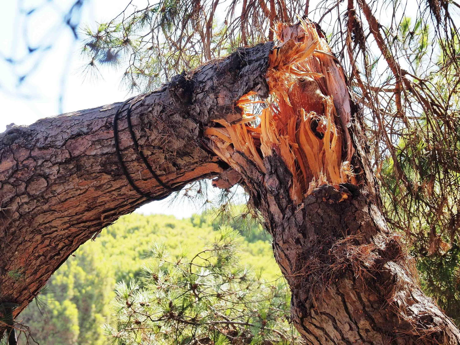 Un pino cae sobre las mesas de un restaurante en Nuevo Portil.