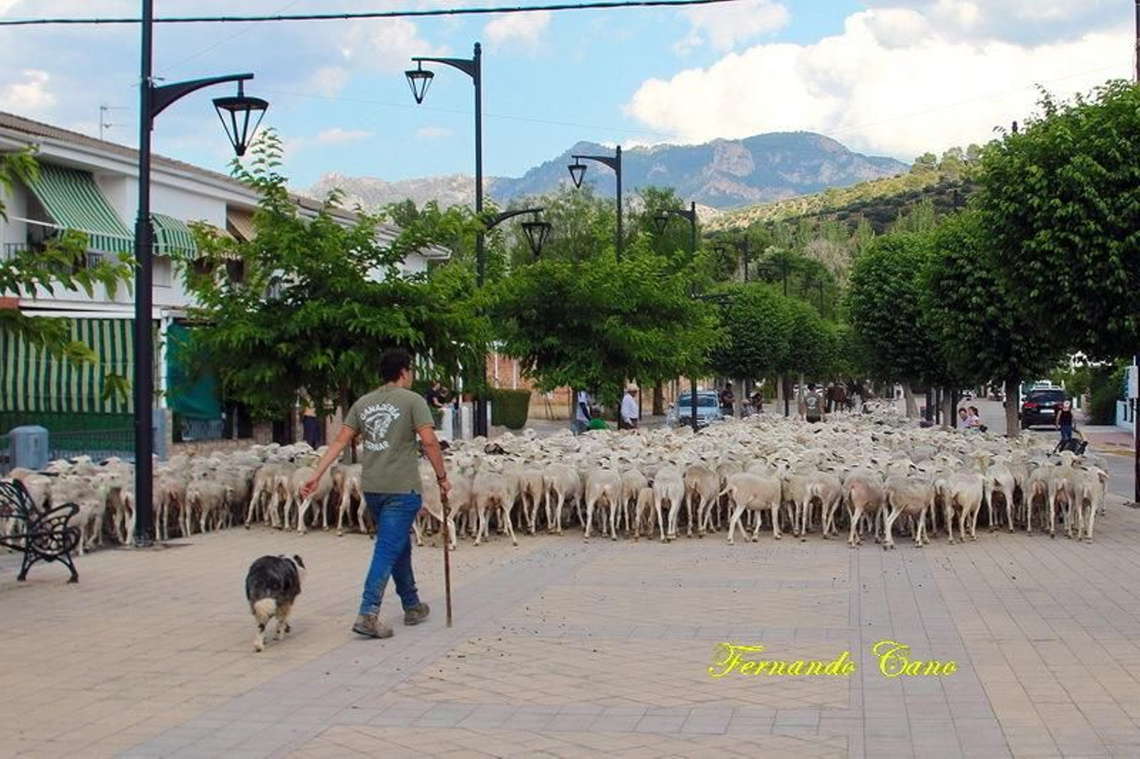 Las reses del ganadero Pablo Espinar hacen la trashumancia a su paso por Mogón.