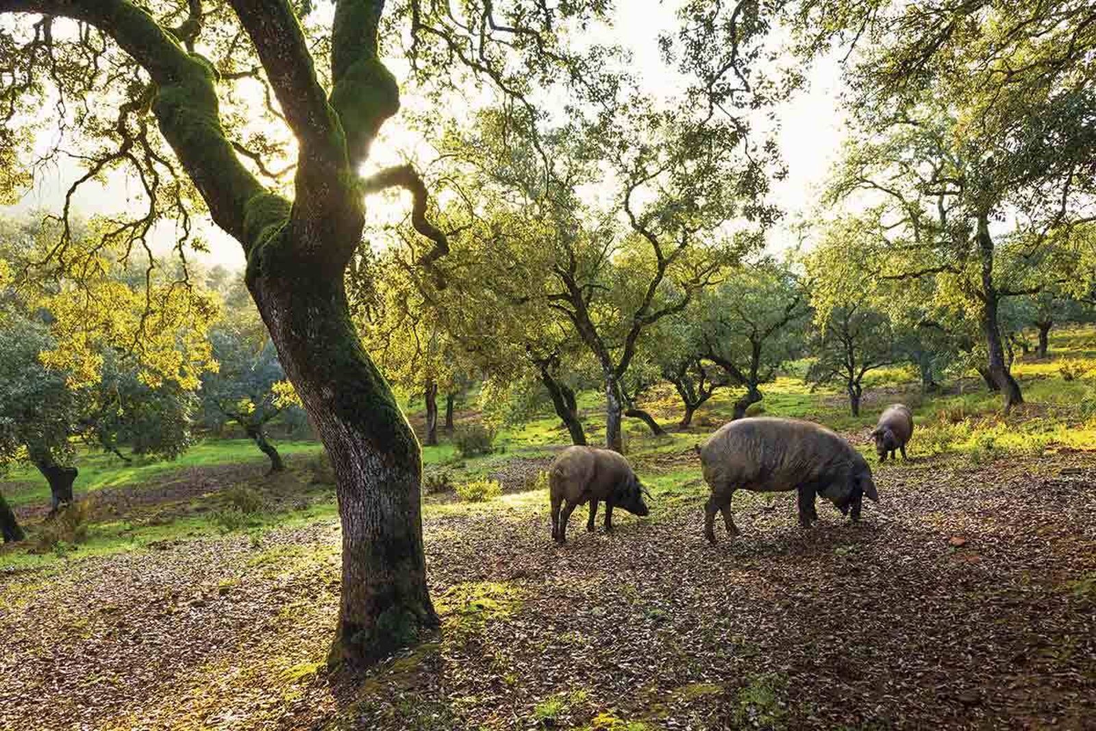 Un mapa desvela los pueblos más populares de Andalucía: conoce el de Huelva