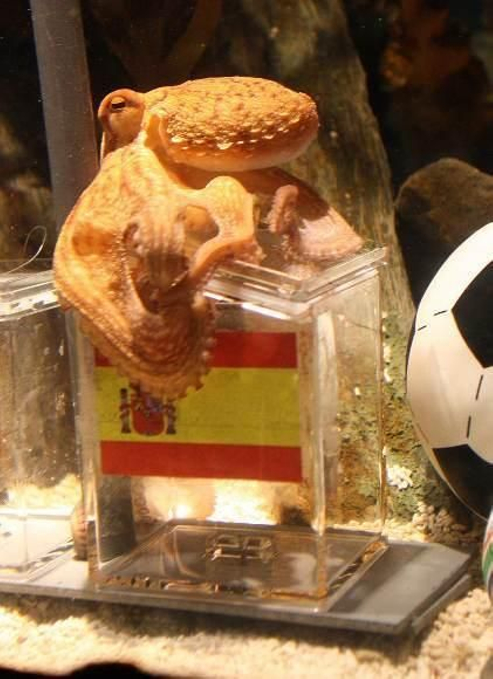 Habló el oráculo: el pulpo Paul dice que España vencerá a Alemania