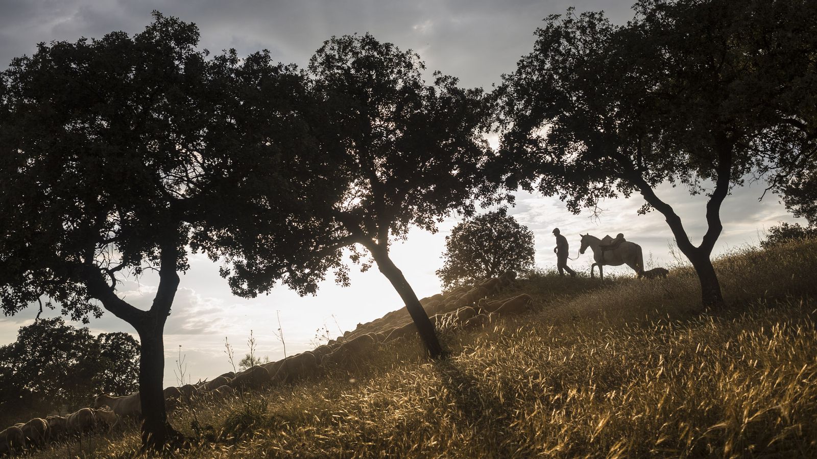 Fotografía de las últimas familias de pastores trashumantes de la provincia de Granada.