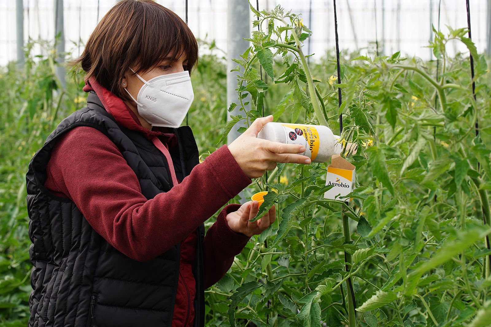 Manejo tecnico en campo del control biológico.