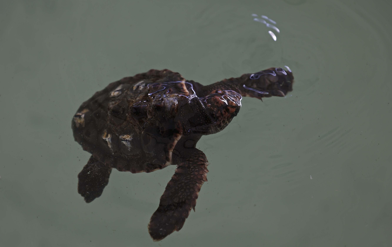El Centro de Gestión del Medio Marino Andaluz (CEGMA) de Algeciras, en imágenes