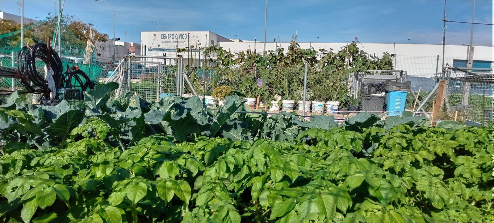 Una imagen de los huertos ubicados en Caja de Aguas, junto al centro cívico Augusto Tolón.
