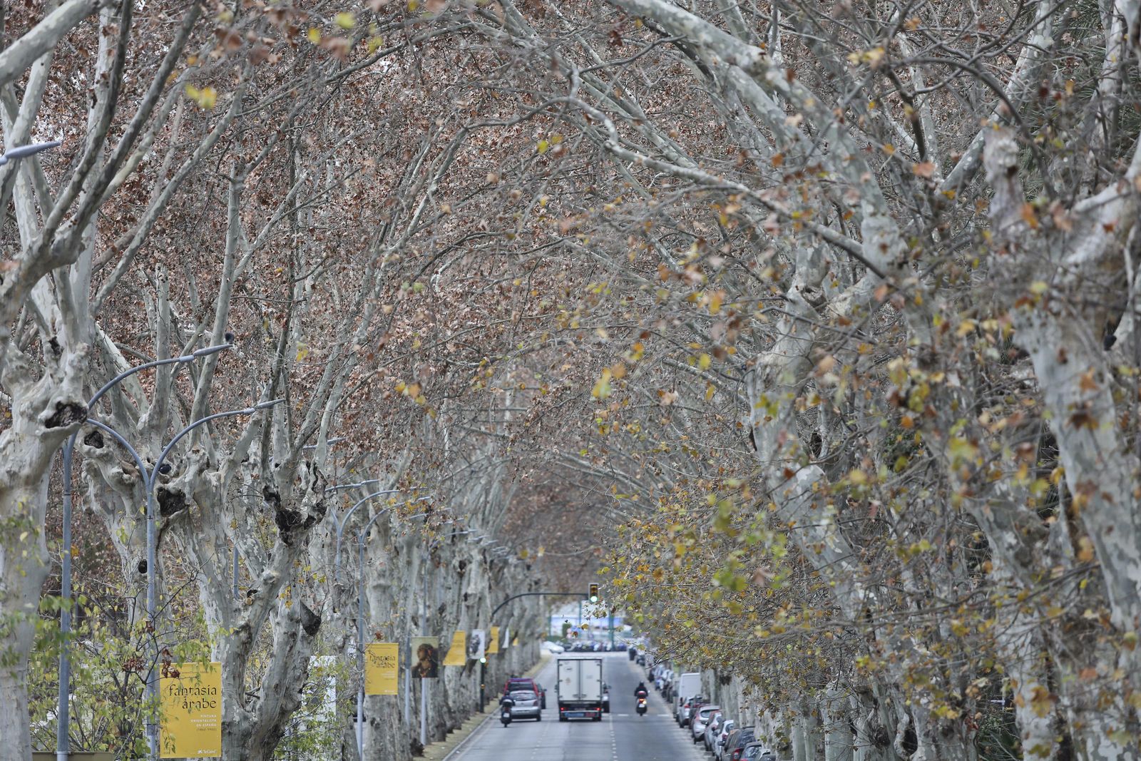 Imagen de la masa arbórea del Paseo de los Curas.