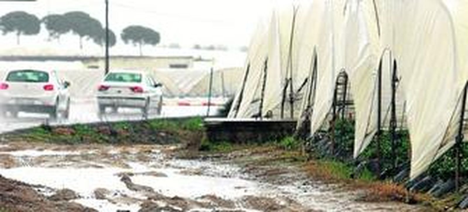 Estado que ayer presentaba una de las explotaciones freseras ubicada en el municipio de Palos de La Frontera.