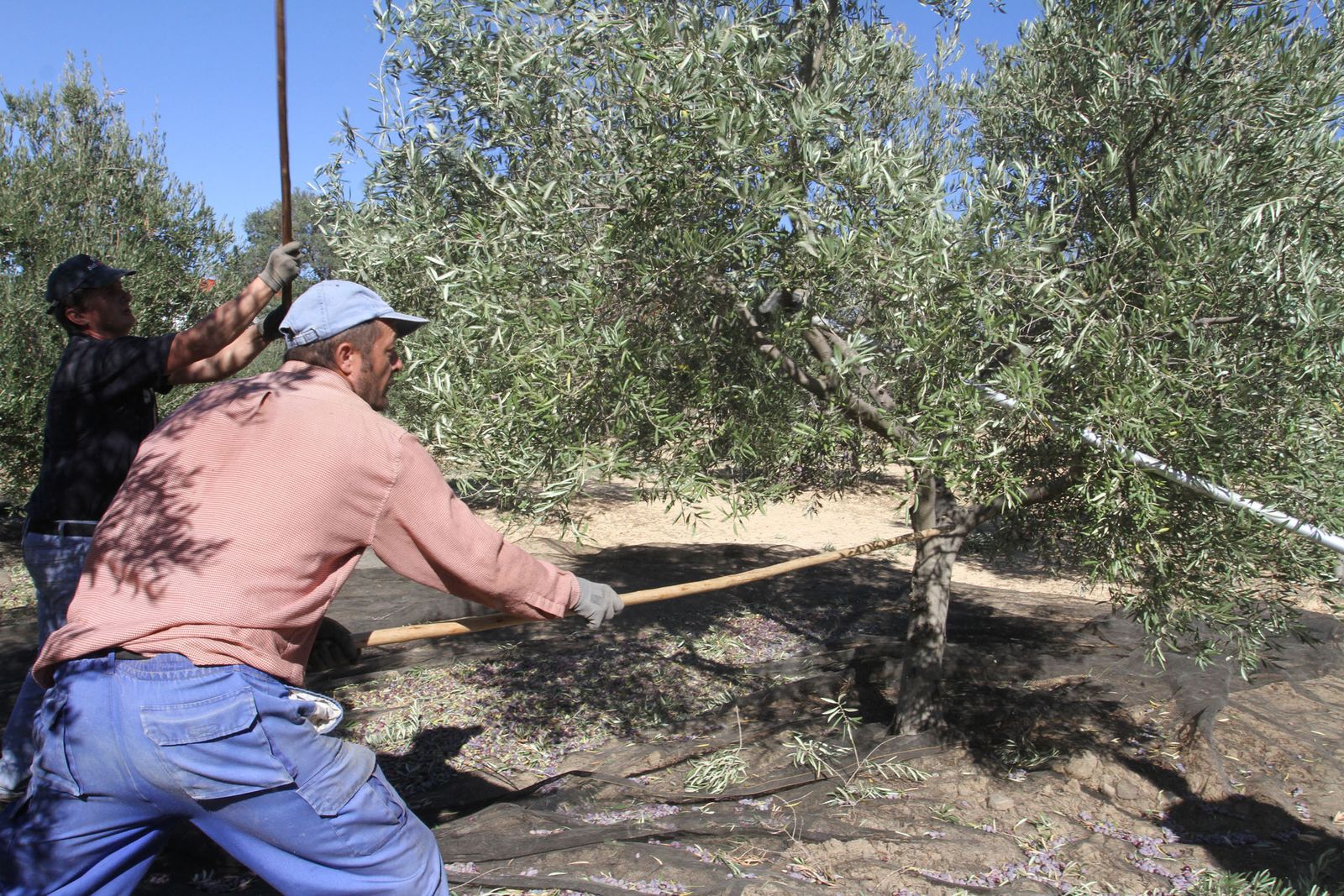 Jornaleros varean los olivos en una finca de la provincia onubense.