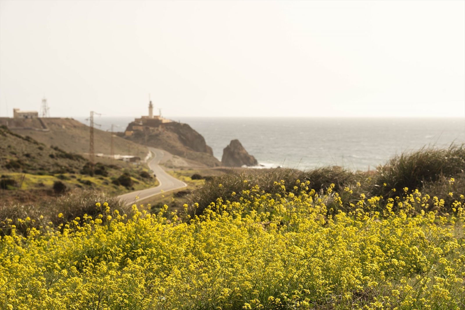 Explosión de vida en el Parque Natural Cabo de Gata, así florece tras un invierno lluvioso