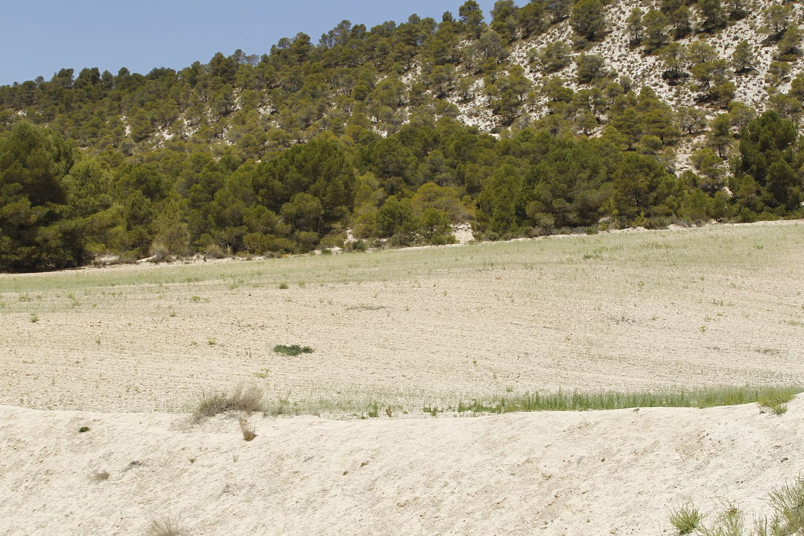 Imágenes de la sequía que golpea con dureza la producción de cereal en Los Vélez