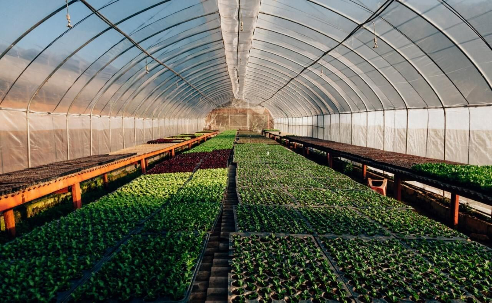 Comienza este diciembre el proyecto Life NextFumigreen