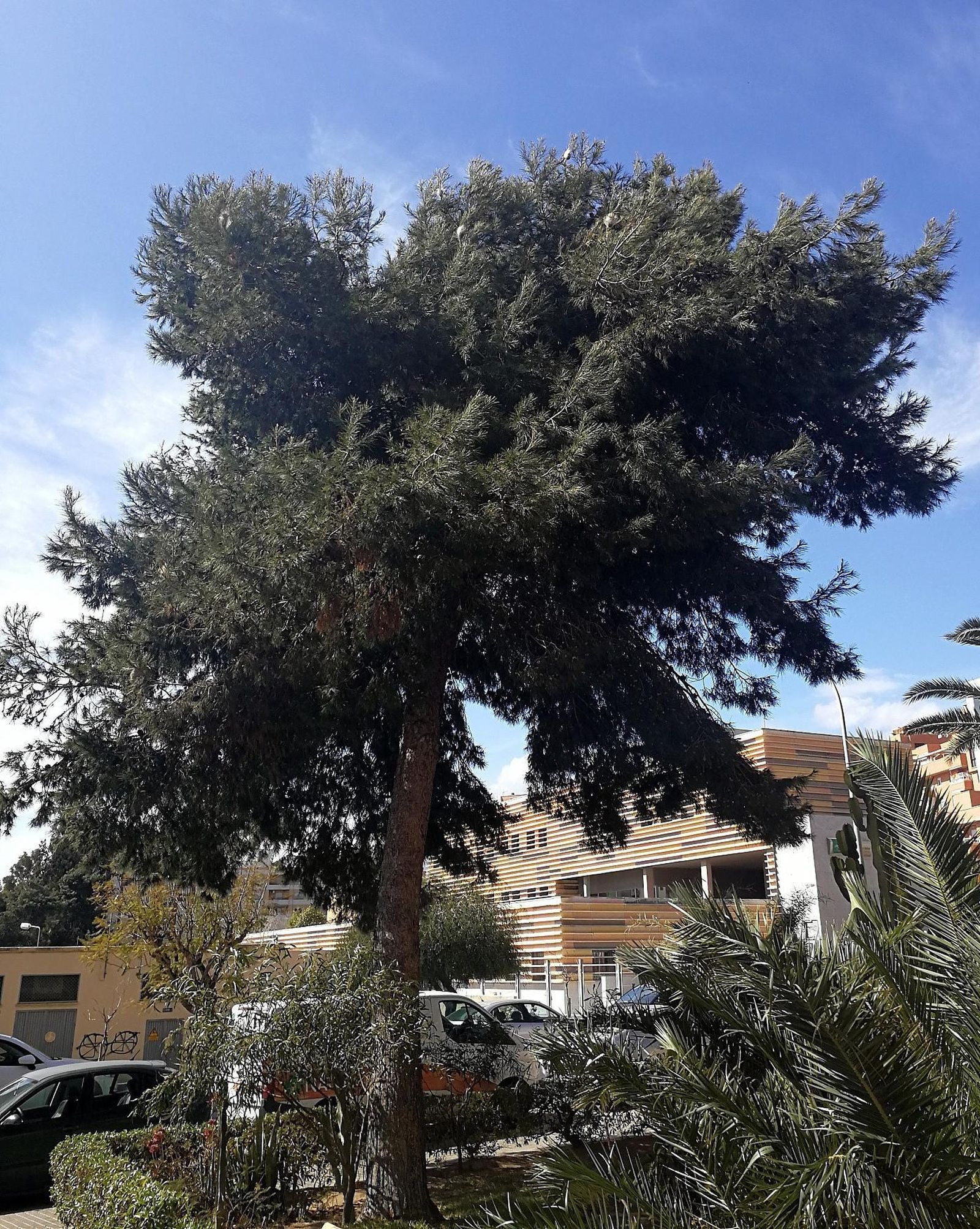 Árbol afectado en San Luis.