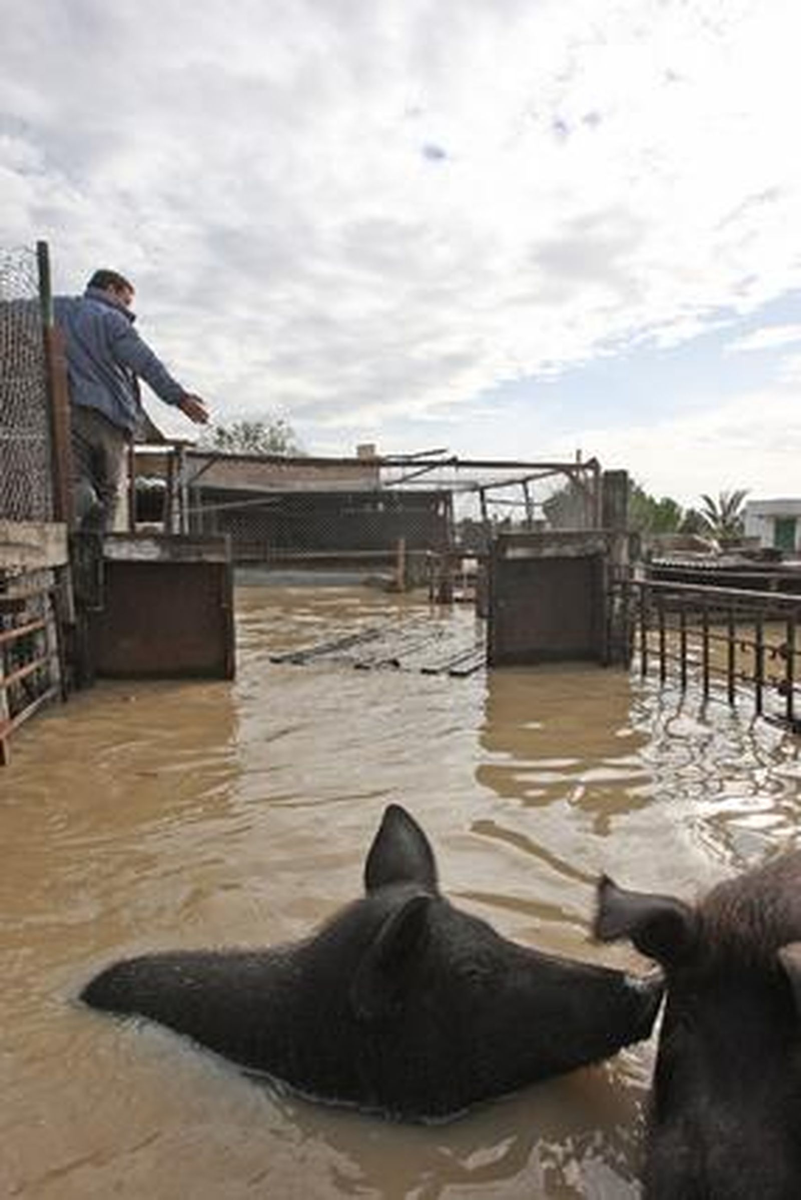 Los animales de las granjas de la zona luchan por sobrevivir.

Foto: Juan Carlos Toro