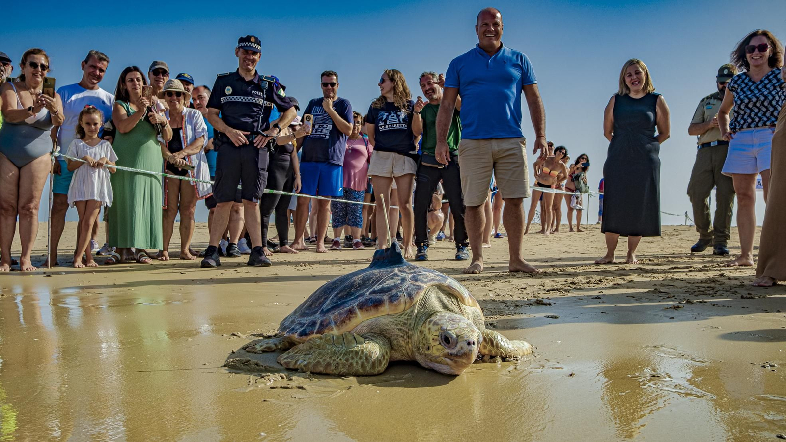 Las imágenes de la vuelta al mar de tres tortugas marinas en la playa de Cortadura, en Cádiz.