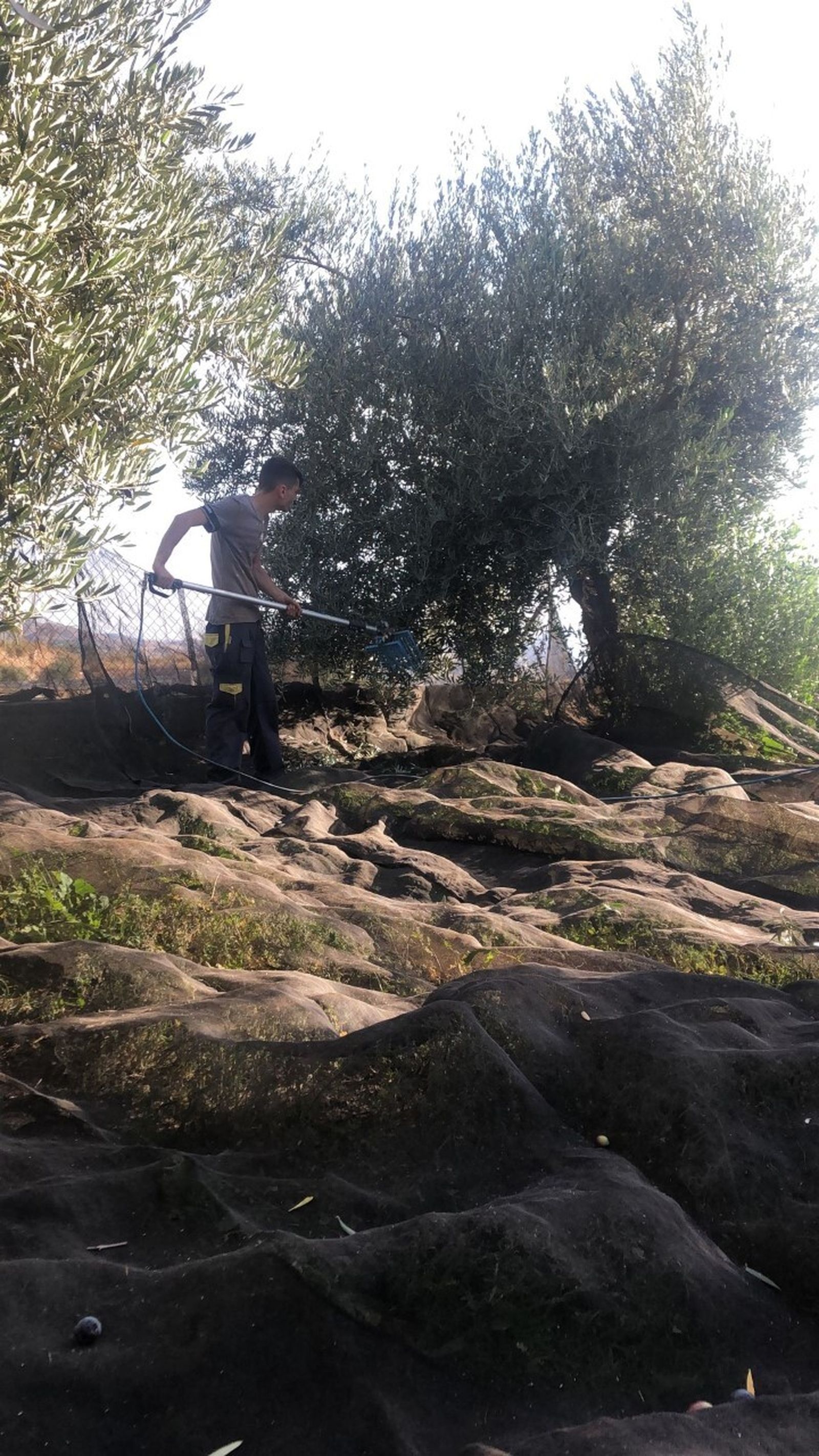 Este año se espera cosechar alrededor de 55.000 toneladas de aceitunas para molturar de las que se obtendrán 10.000 toneladas aceite de oliva