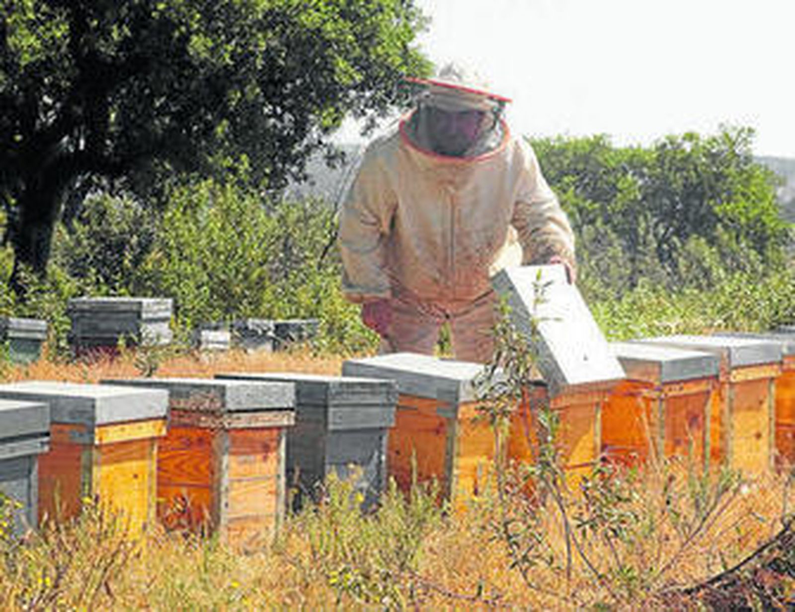 En la provincia almeriense hay 182 apicultores.