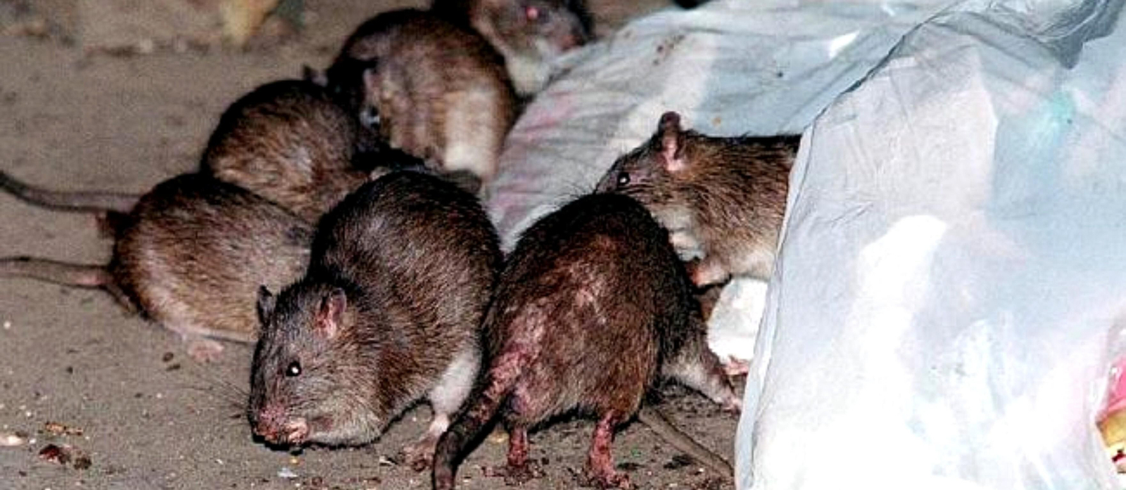 Animales que transmiten la peste bubónica