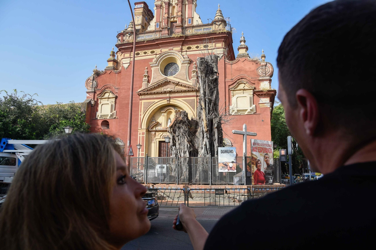 Imágenes de la tala definitiva del ficus de San Jacinto