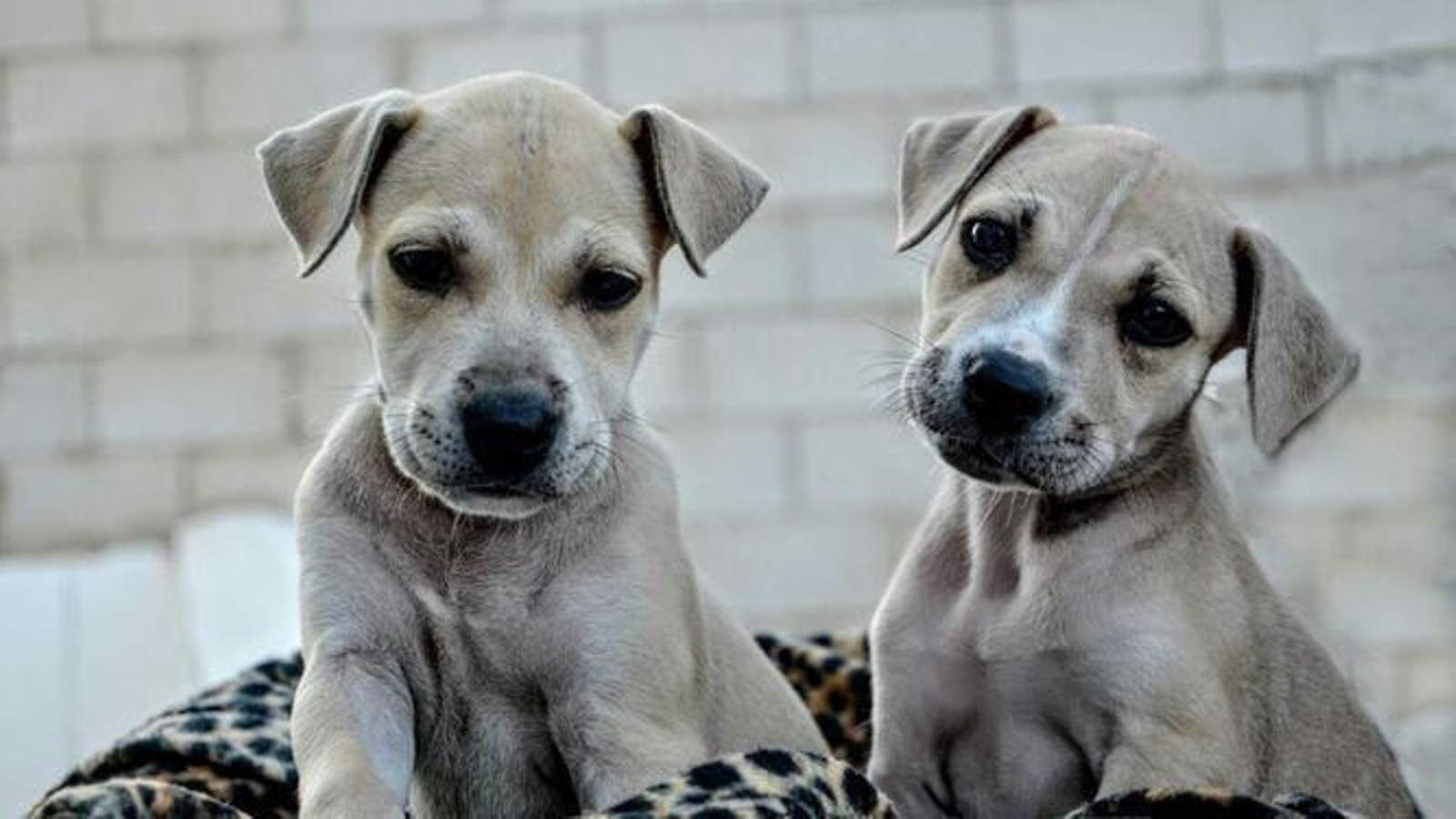 Imagen de archivo de dos cachorros.