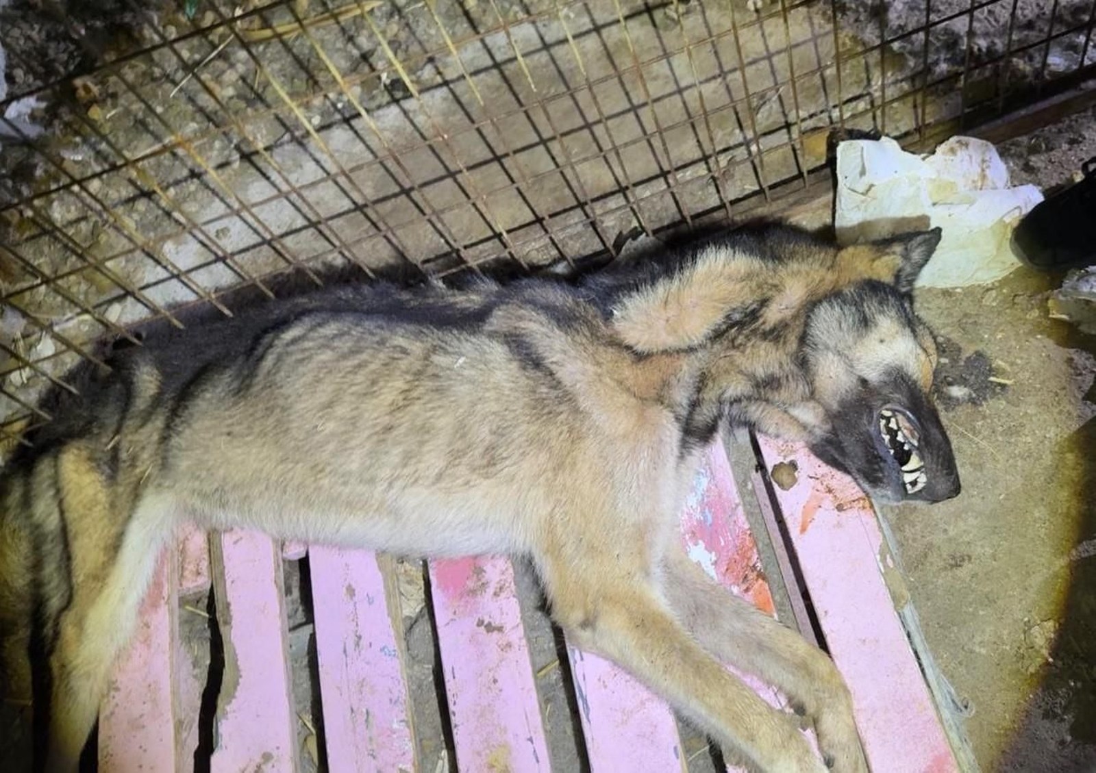 Perro rescatado en Sanlúcar por el Ayuntamiento a un dueño que había dejado morir a otro.