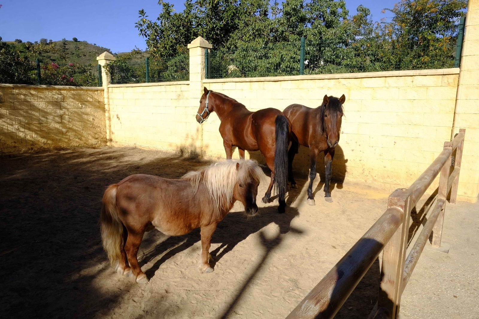 Un pony y dos caballos en el Centro Zoosanitario.