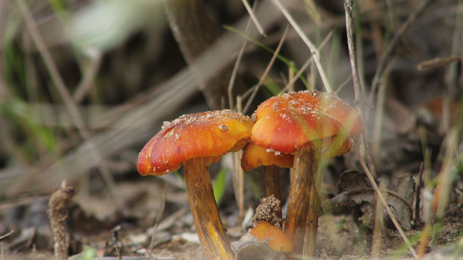 Seta venenosa en Huelva.