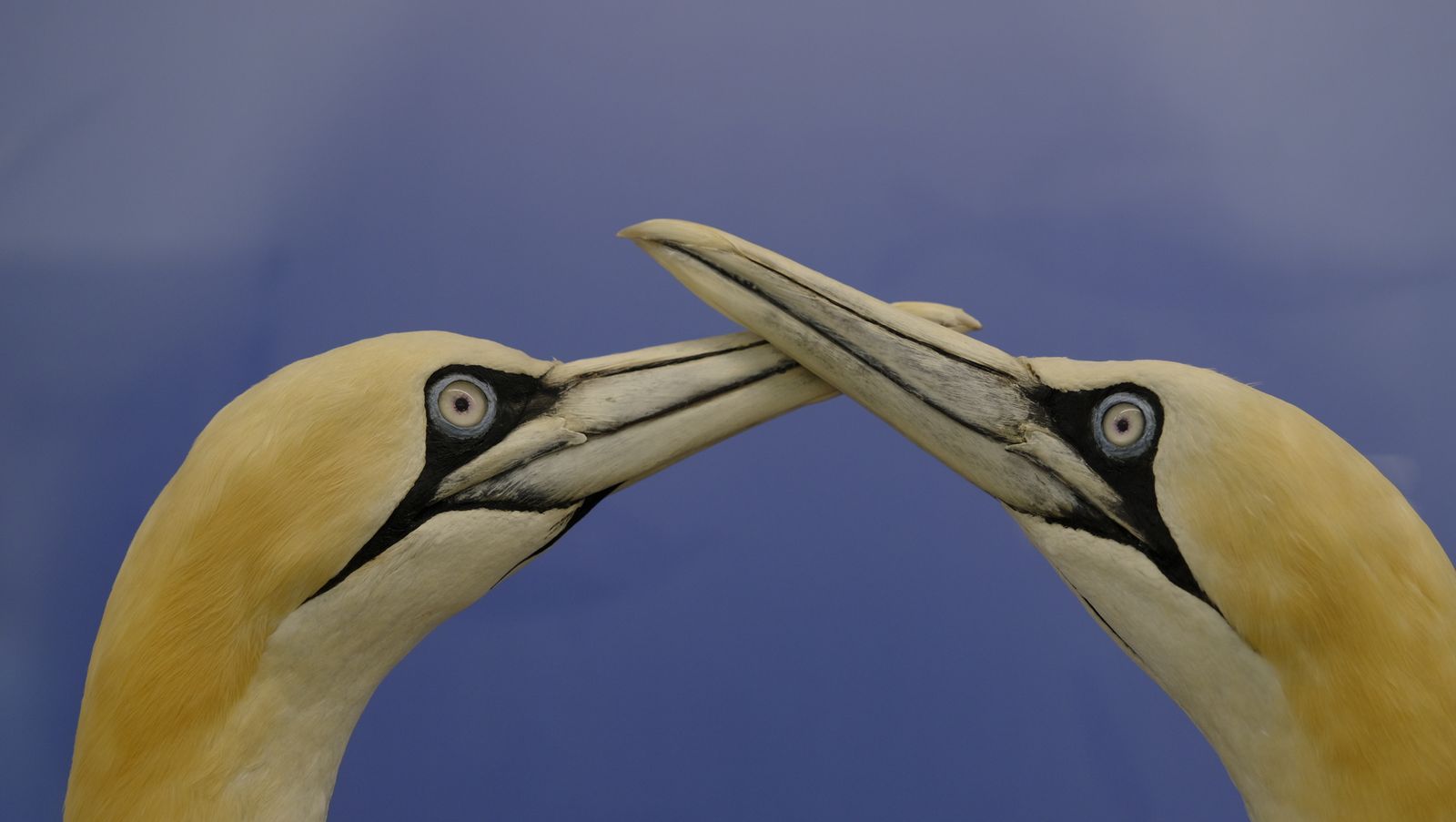 Las mejores imágenes del Pabellón de Historia Natural de la UAL