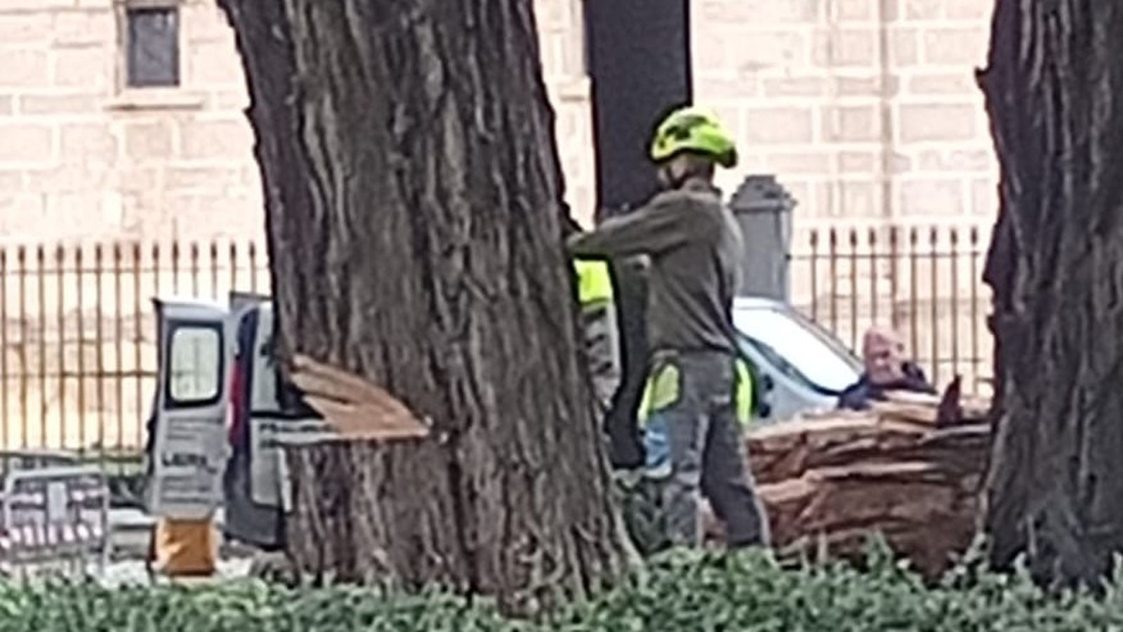 El tronco seccionado de uno de los árboles del jardín exterior del Parlamento