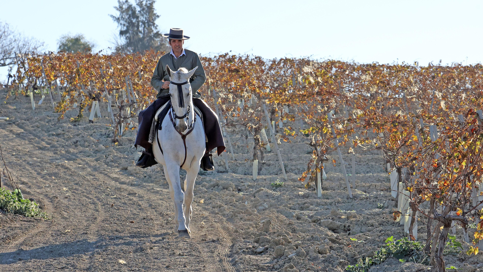 II Ruta Viñas de Jerez