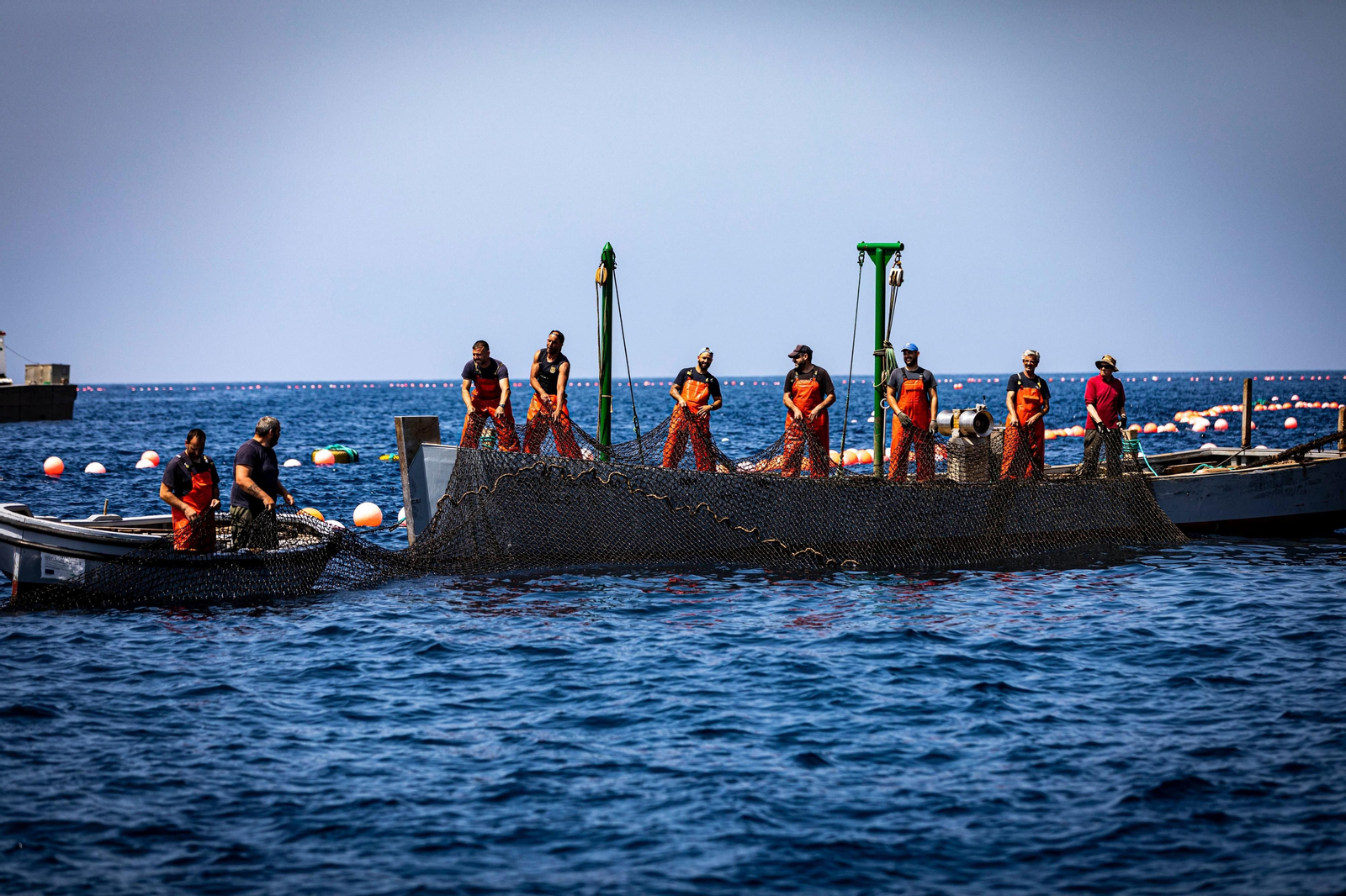 Las imágenes de la primera levantá en la almadraba de Barbate
