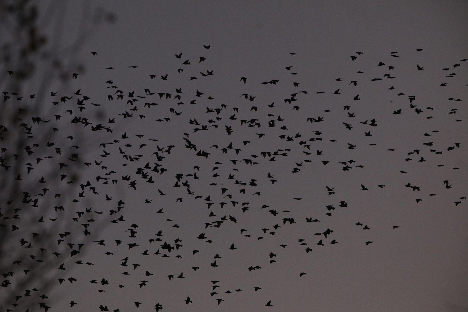Las aves que habitan en Los Sotos de la Albolafia de Córdoba, en fotografías